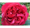 Роза Ред Эден (Red Eden)